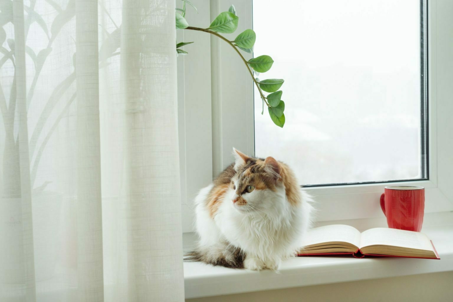 a cat sitting on a window sill