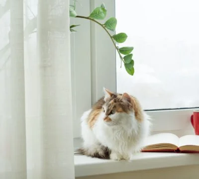 a cat sitting on a window sill